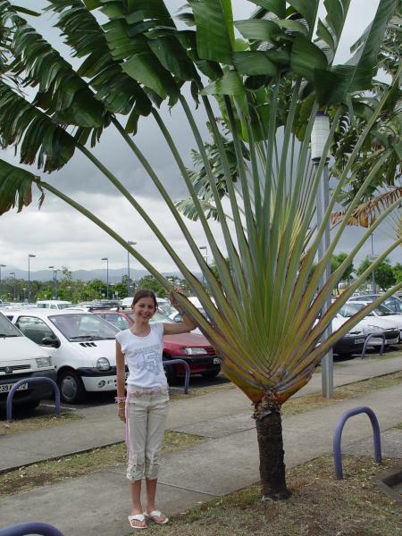 Martinique Juillet 2004